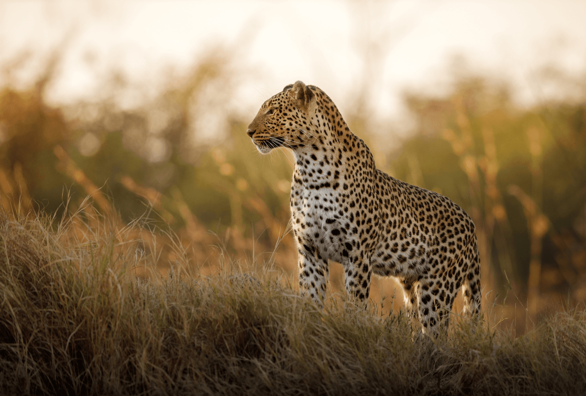 A majestic leopard stands alert on a grassy hill in the savanna, with a blurred background of tall grasses and warm evening light.