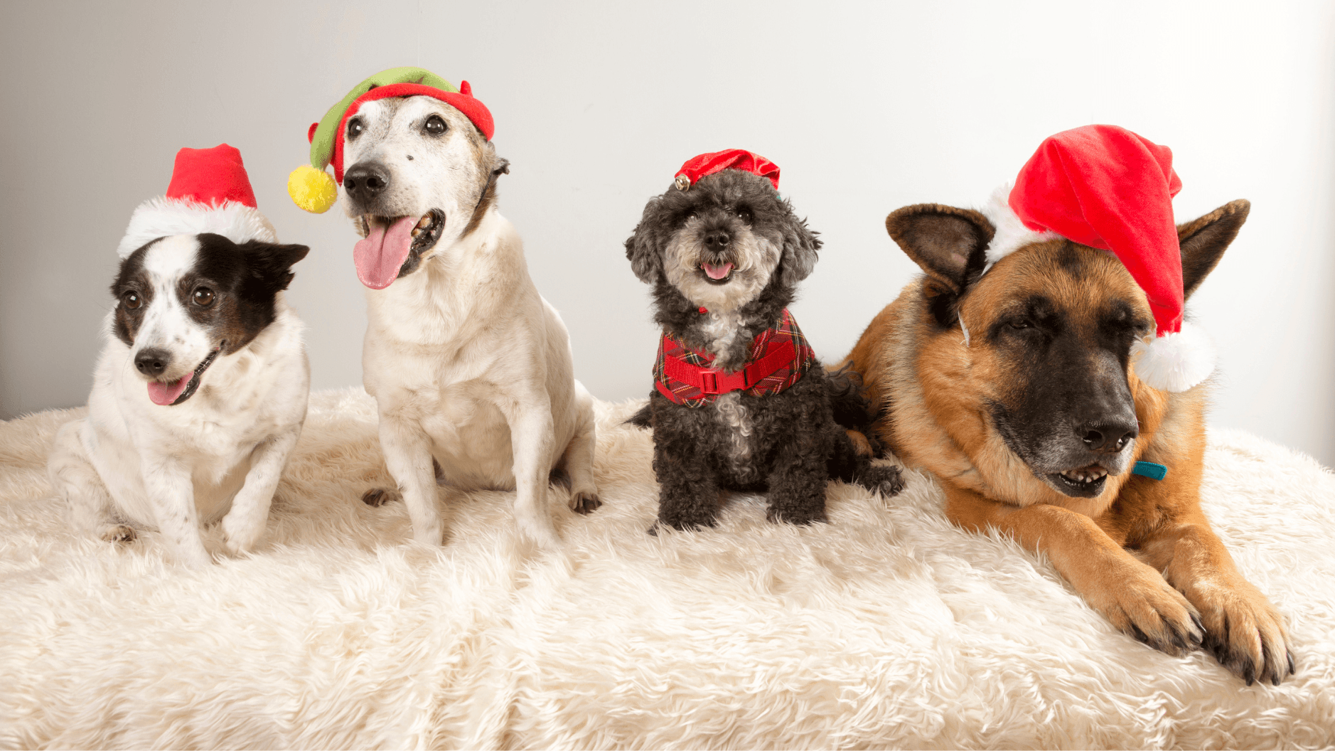 Christmas Dogs on Fluffy Blanket