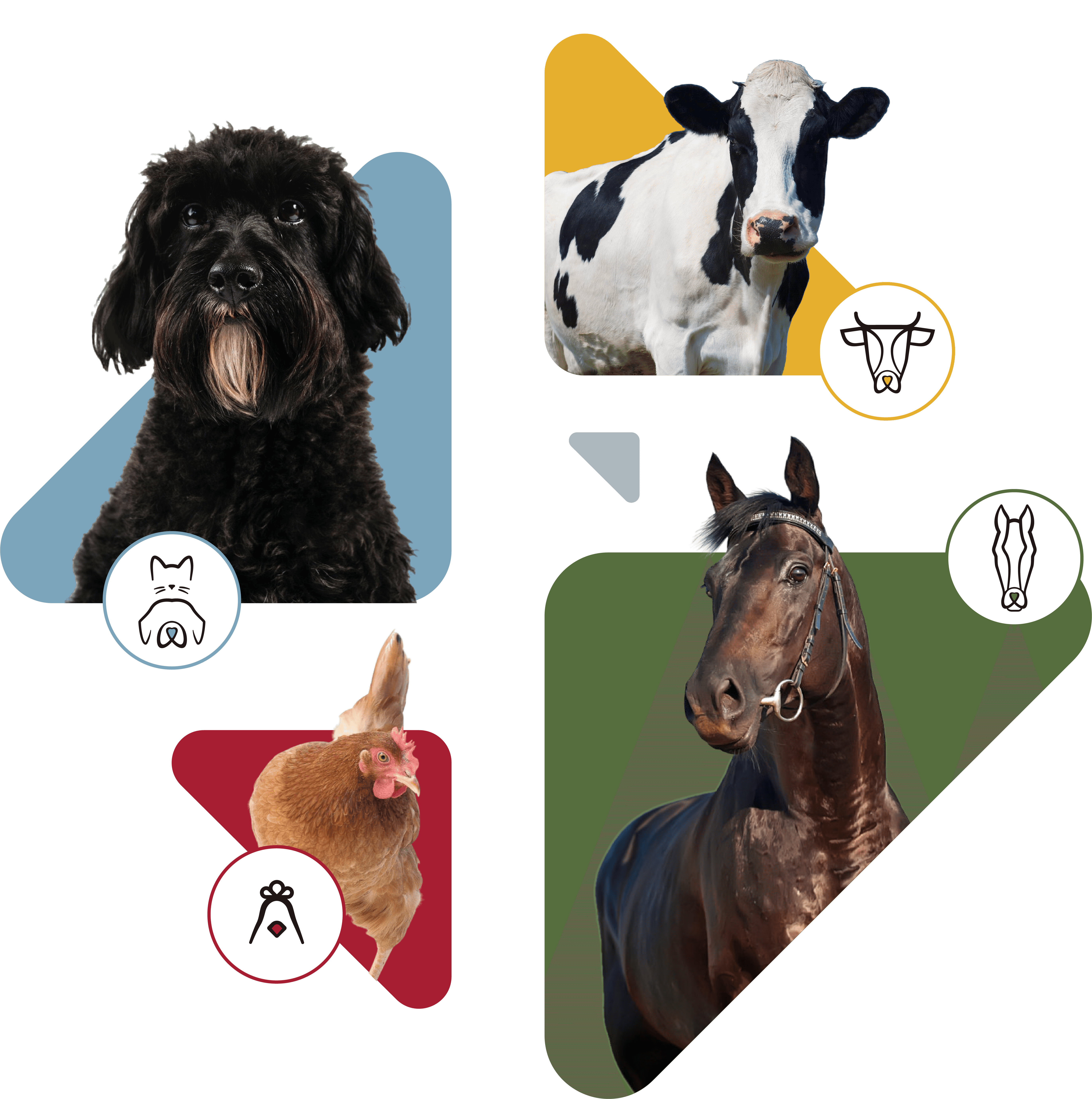 Ensemble de animaux : chien, cheval, vache, poule 