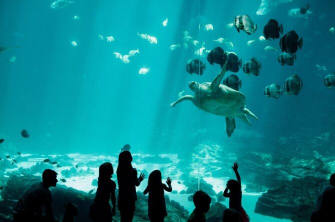 Take the kids to the Sea Life London Aquarium