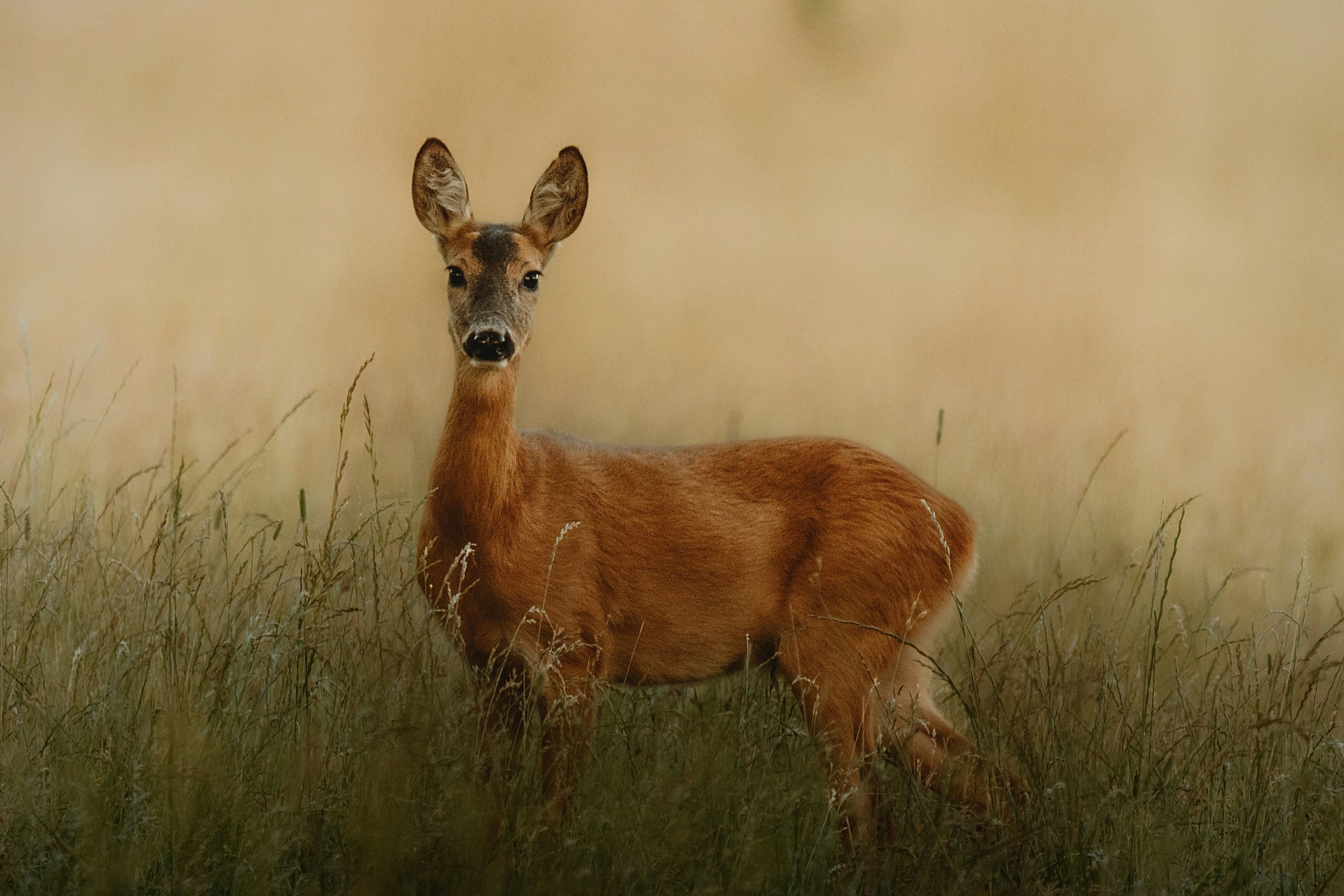 A deer stands in tall grass with a blurred background.