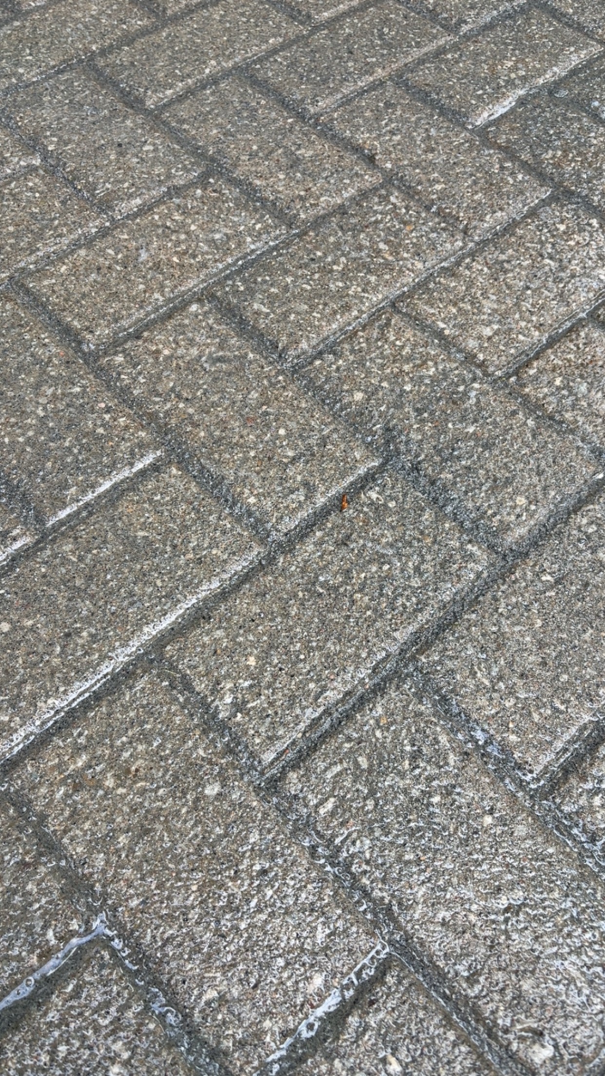 Close-up of interlock pavers with fresh polymeric sand joints
