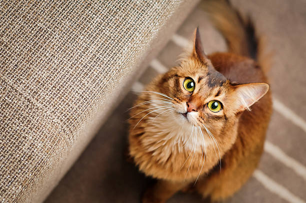 A cat asks to play with the cat sitter looking after her