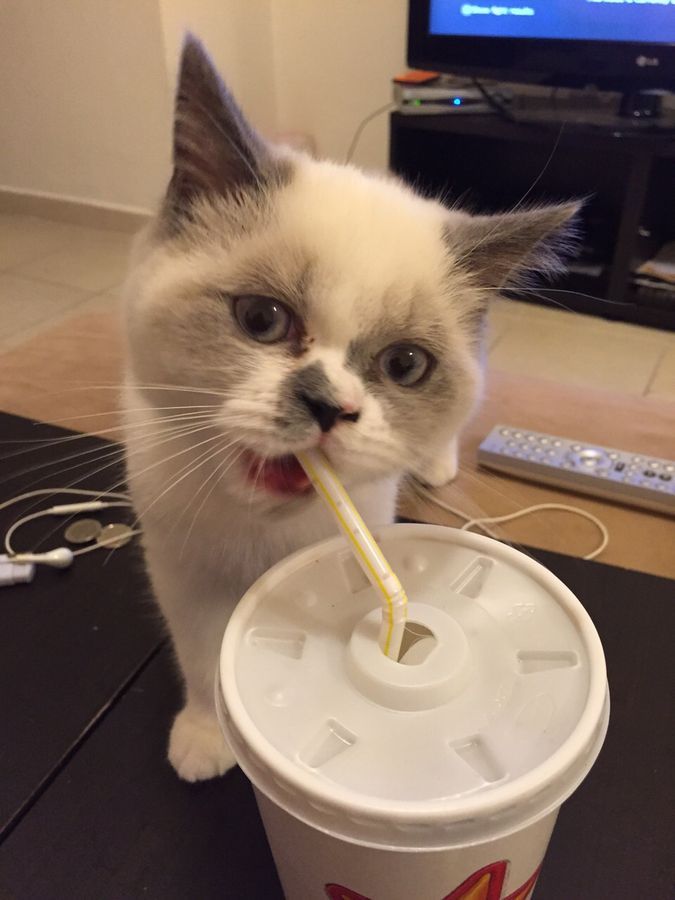 elven girl from nft collection celestials