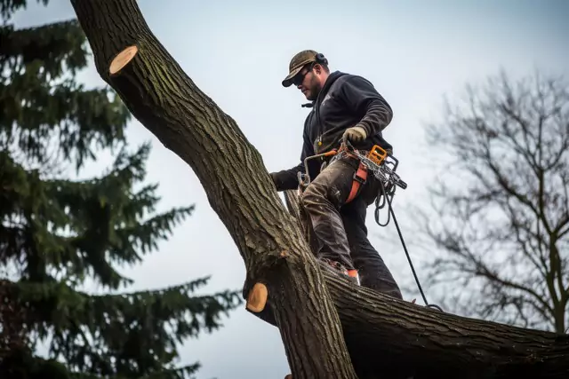 Boise tree removal