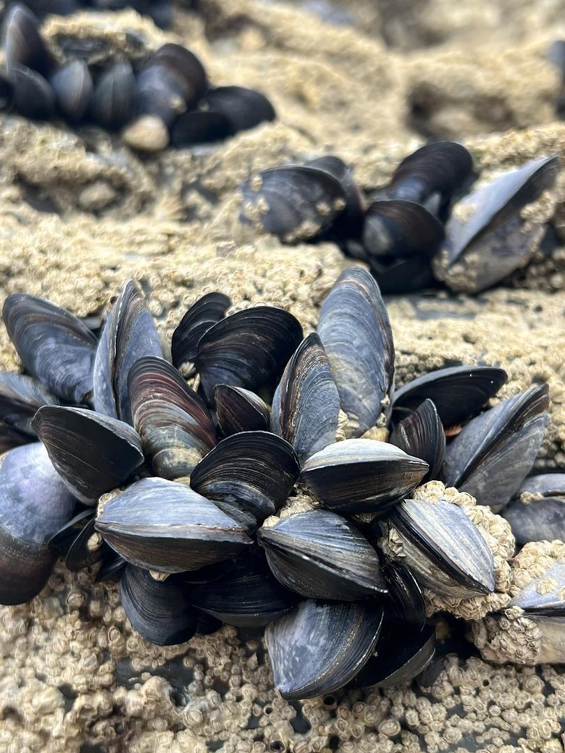 Shoshannah Phoenix - Heal - Shells on a beach