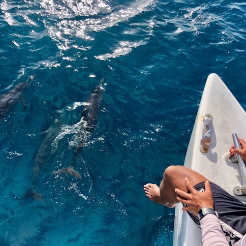 水面にいるイルカを眺めるカタマランの男性