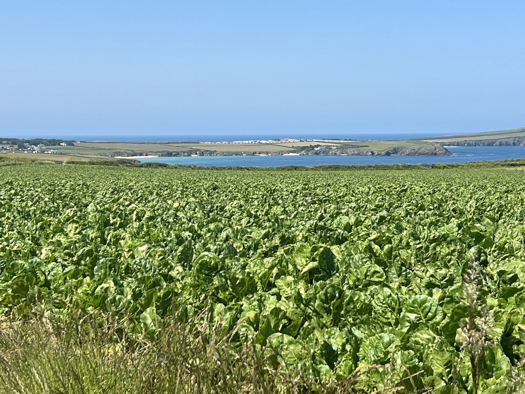blue sky and white clouds over the sea