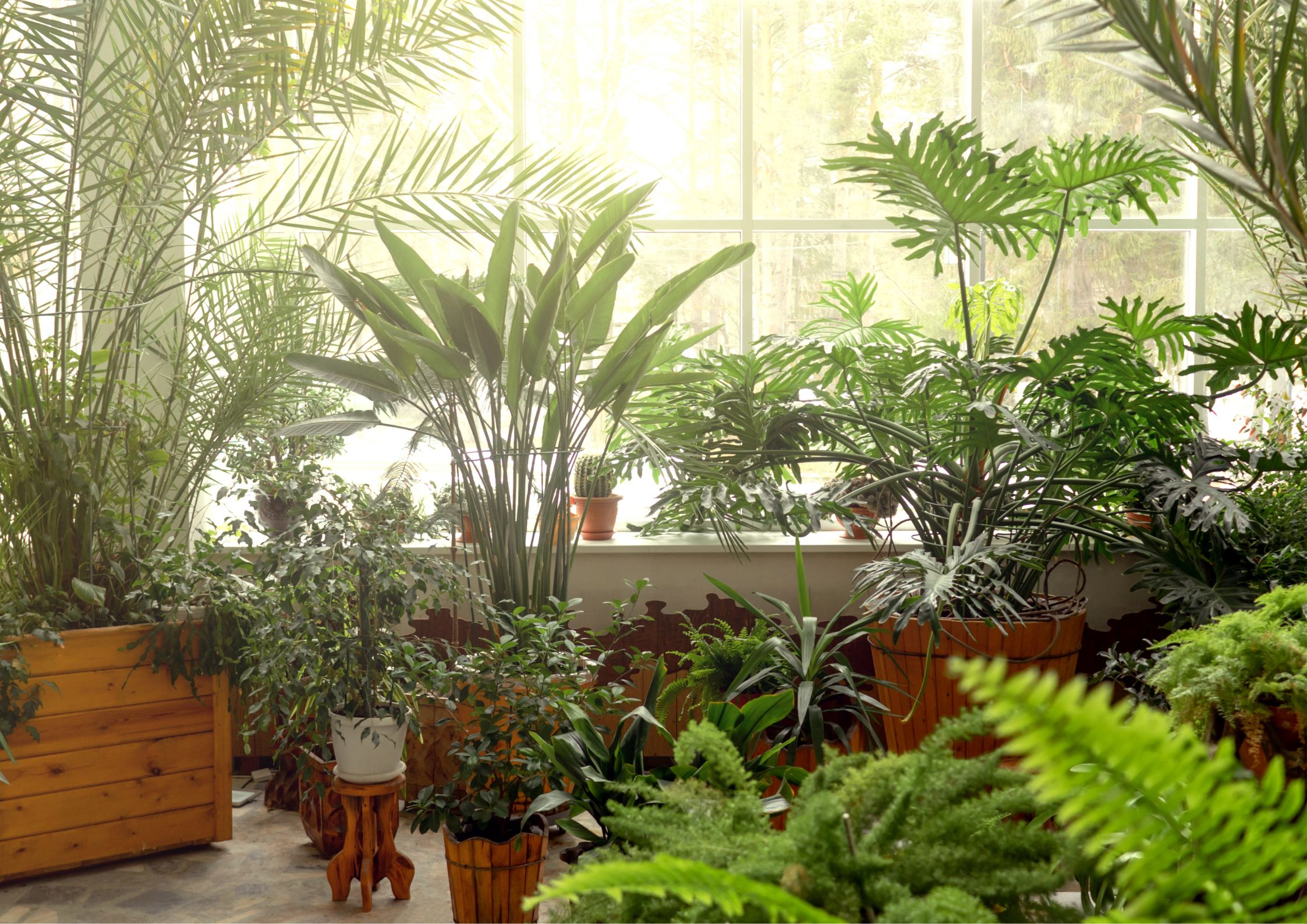 planta de interior