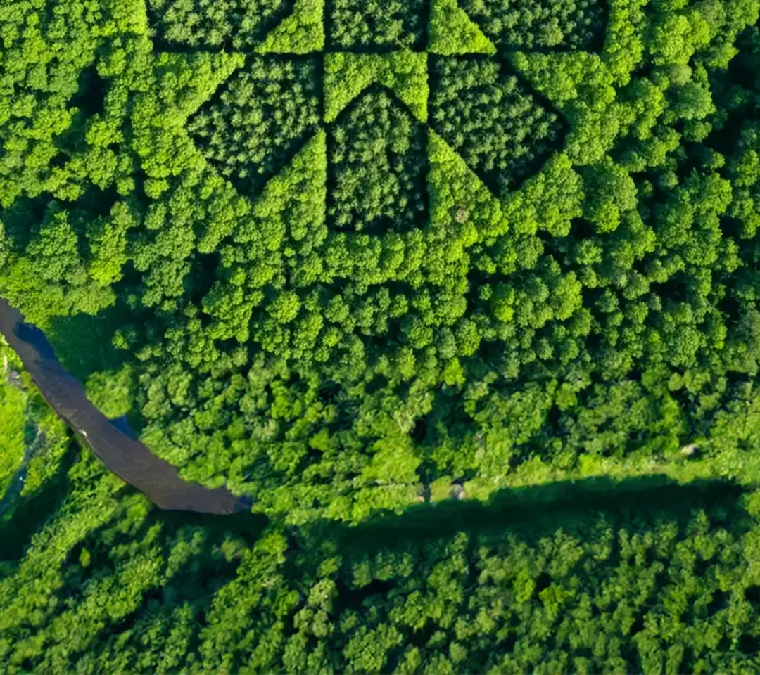 aerial view of lush green forest with dgg logo within it