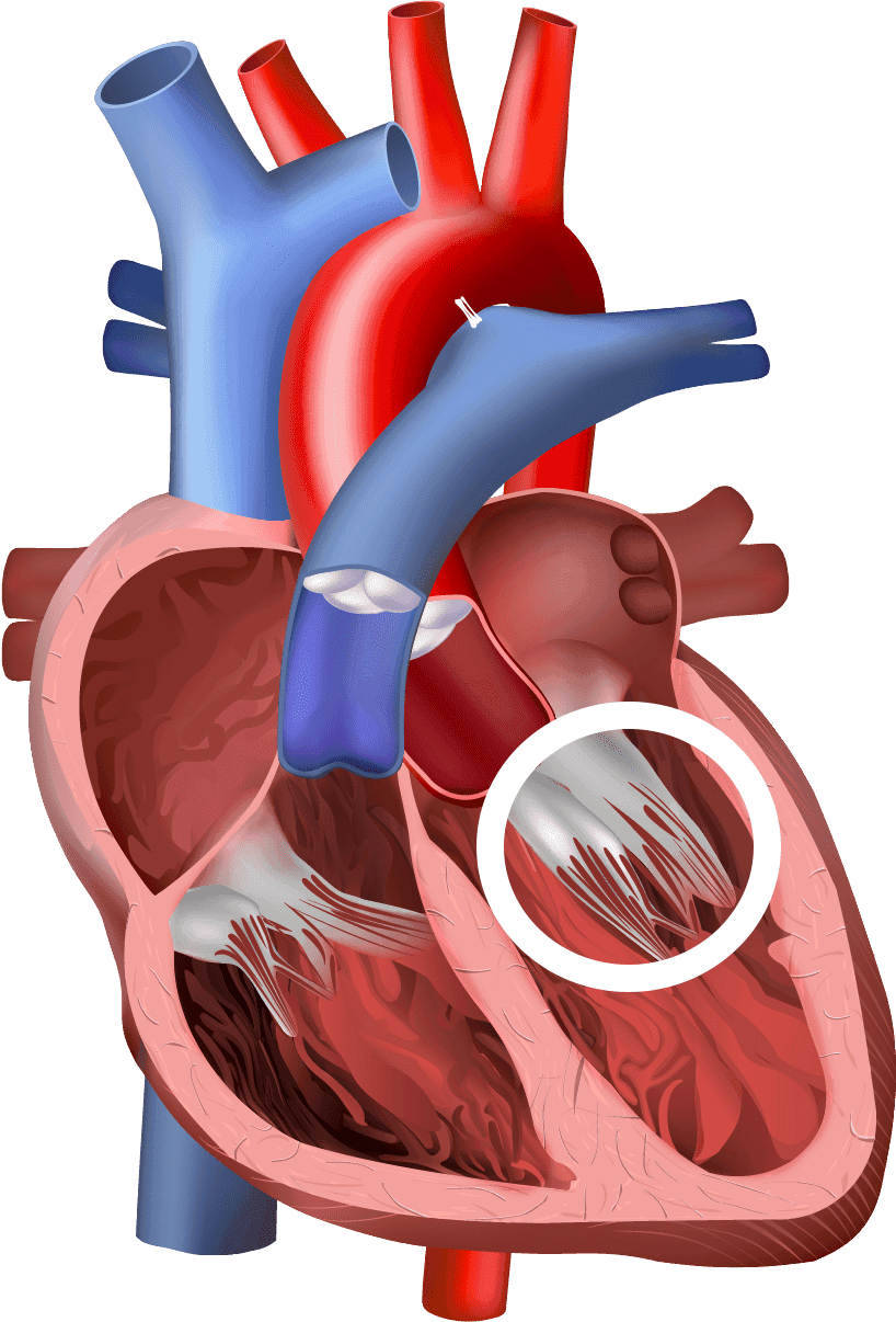 3d heart image