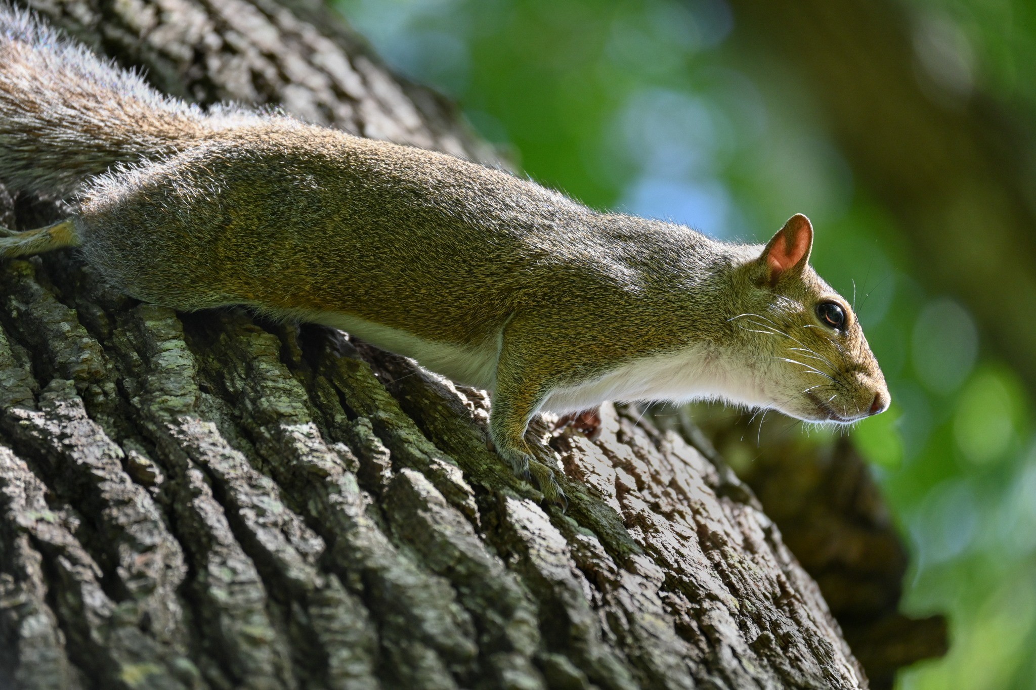 Animal in tree