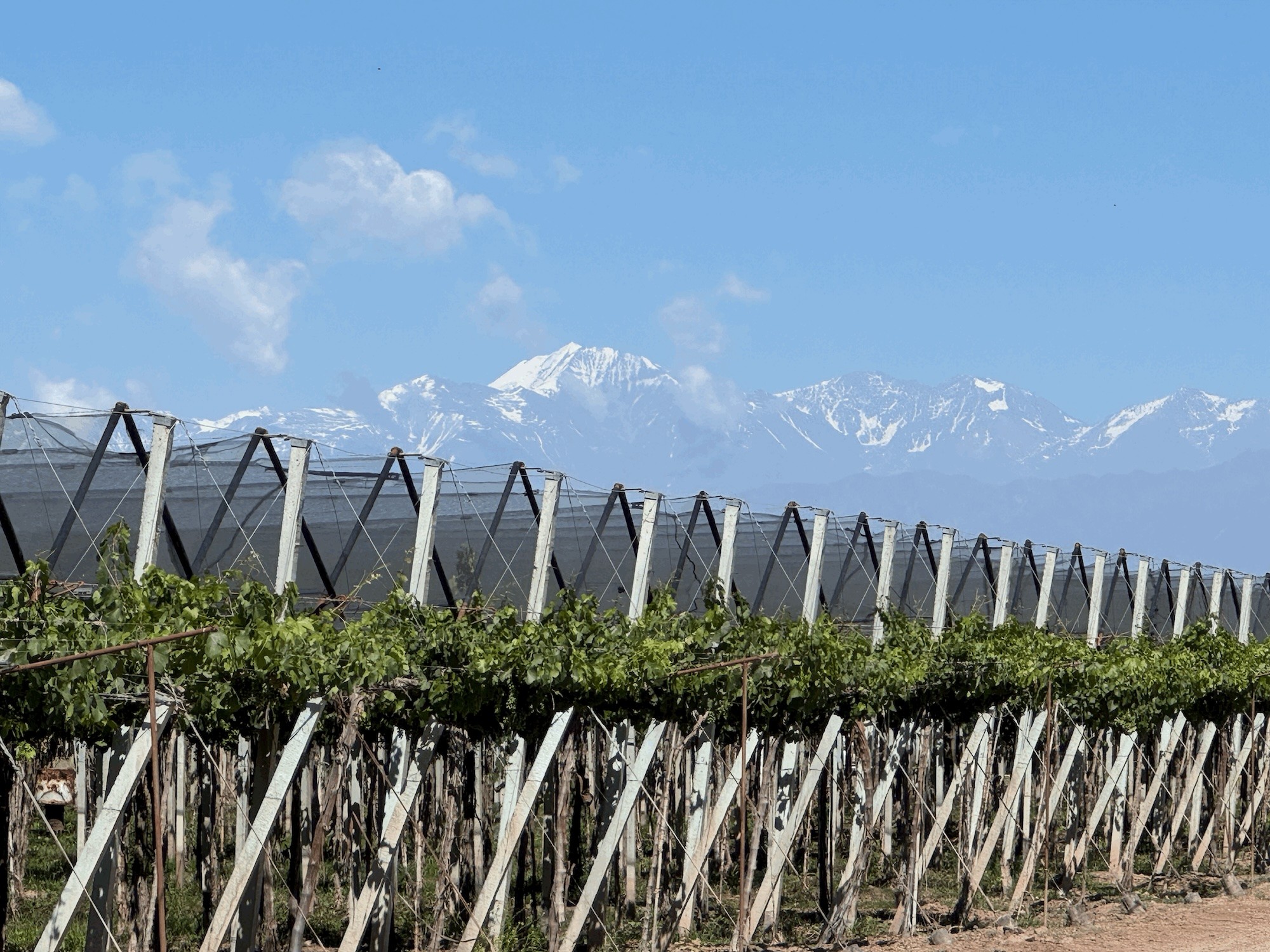 Santa Julia’s vineyards with the snowcapped Andes rising behind them.