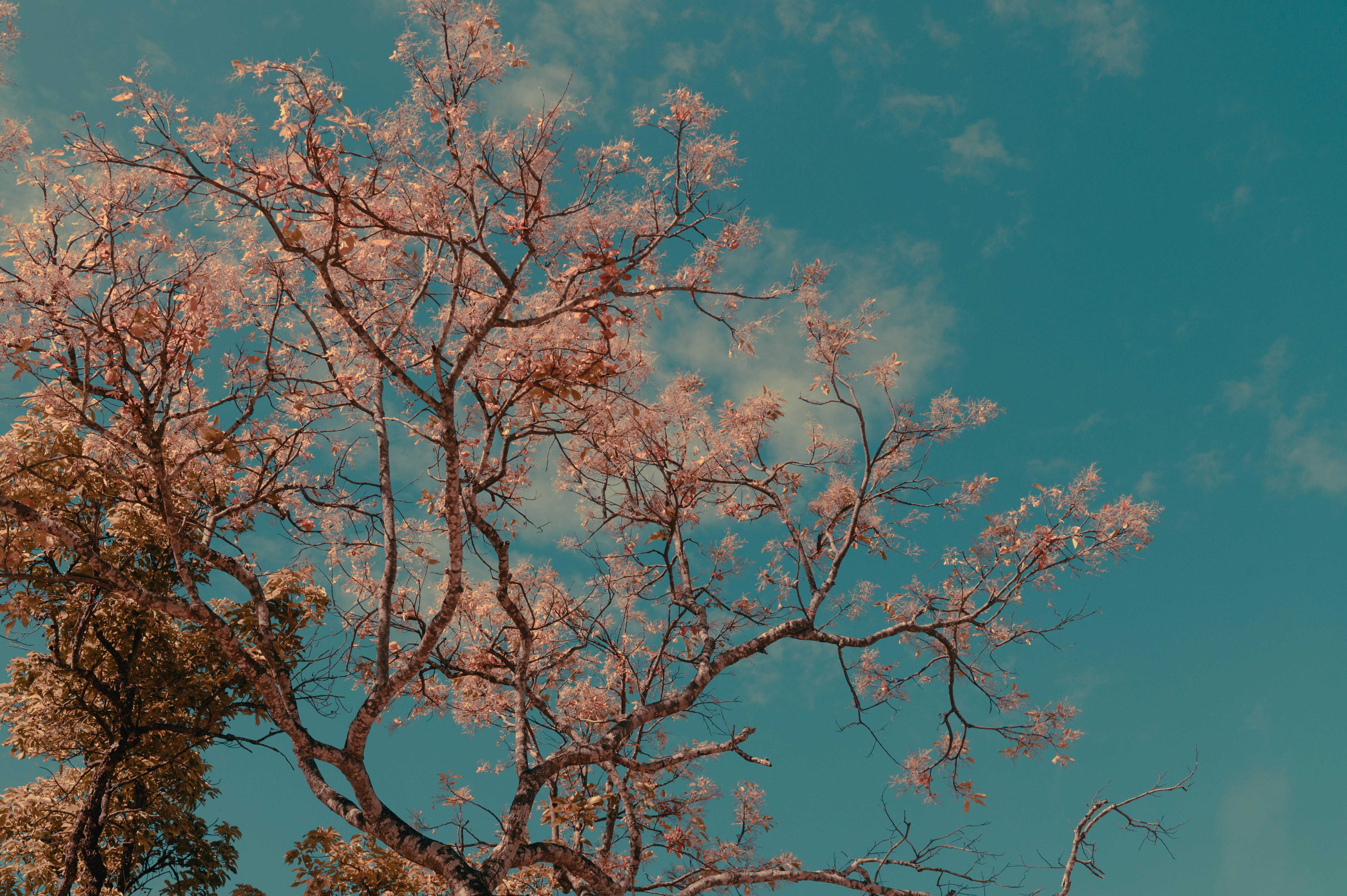 a tree with no leaves and a blue sky in the background