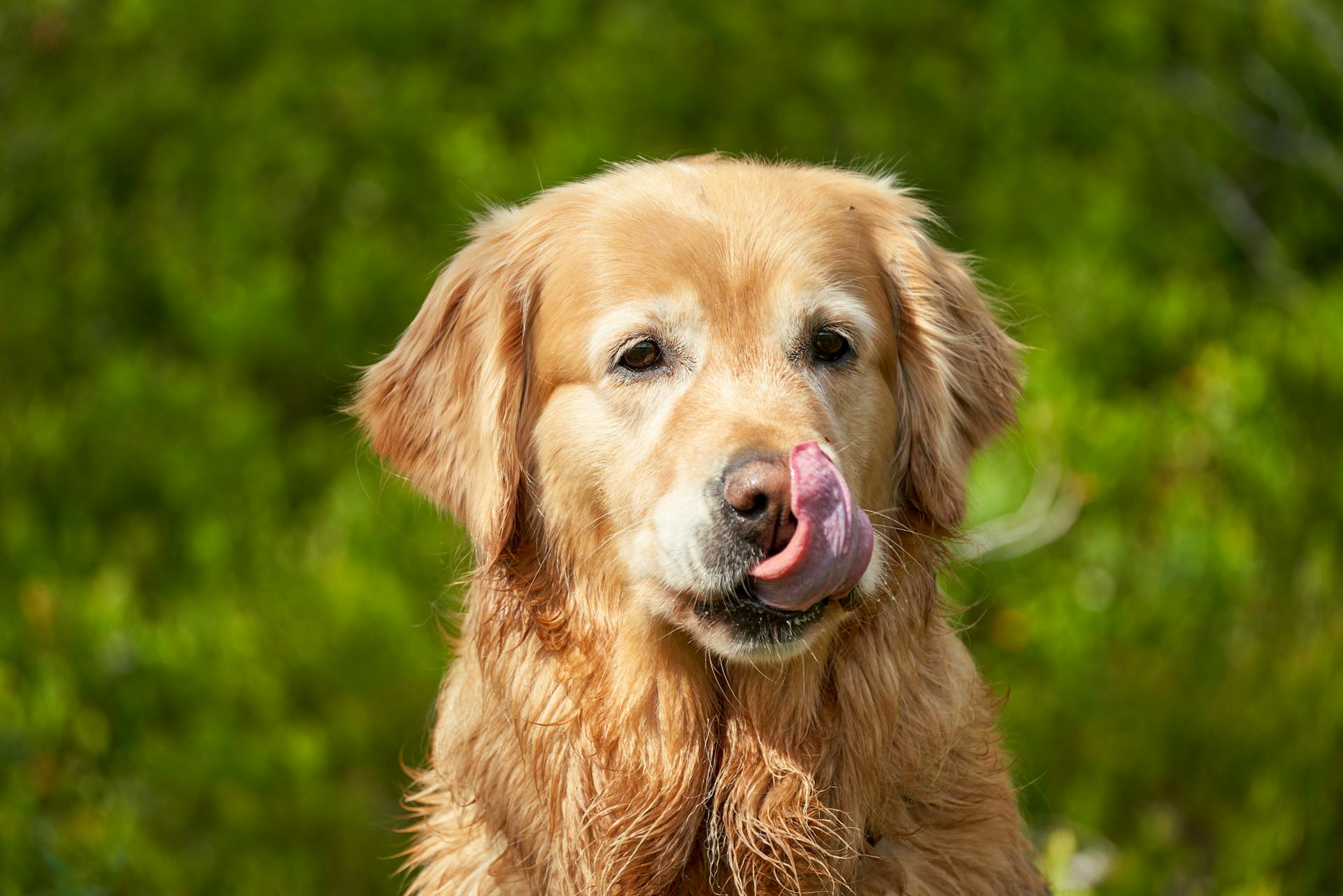 A Golden Retriever is licking its nose outside.