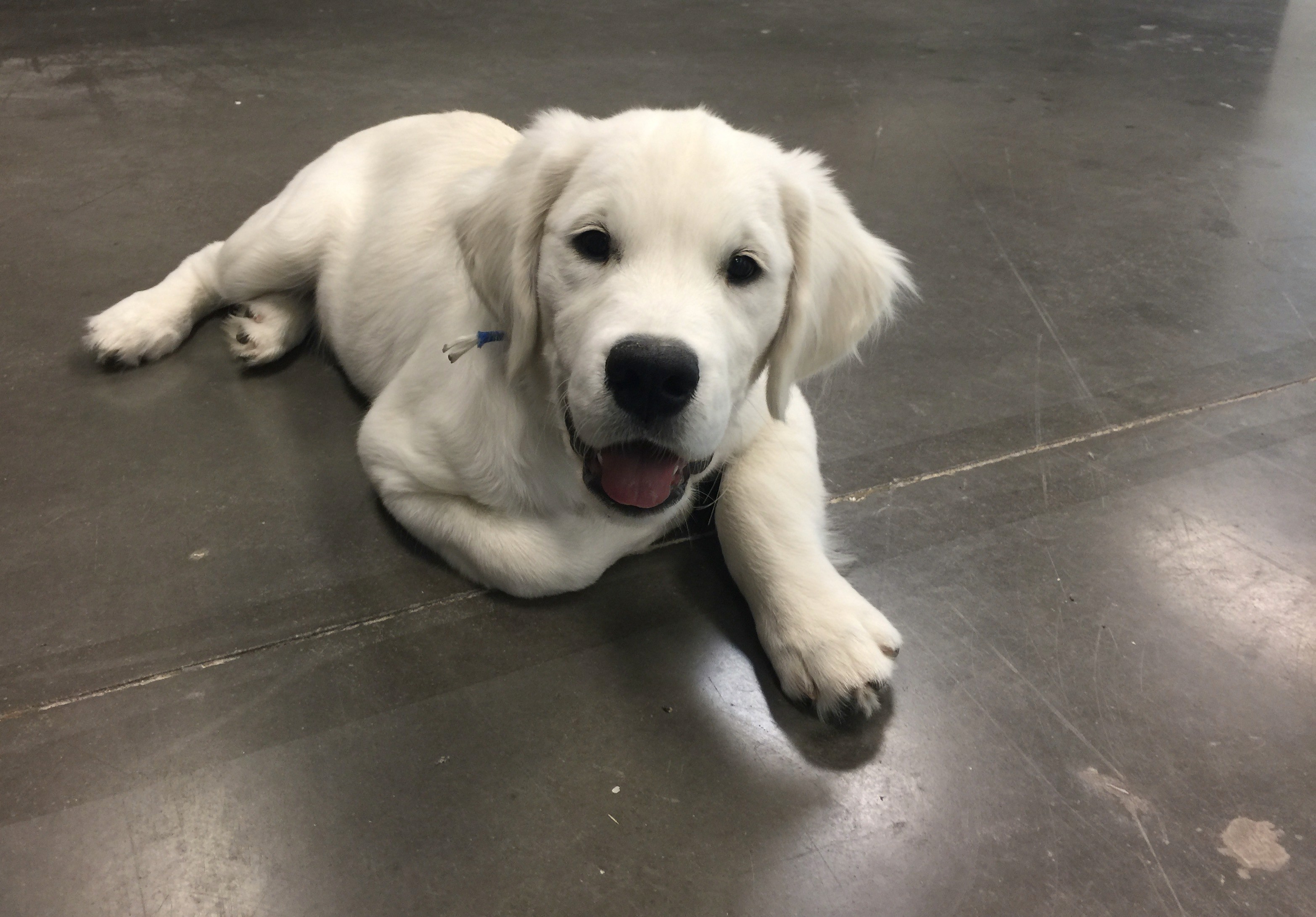 Corporate Magic's office dog, Watson