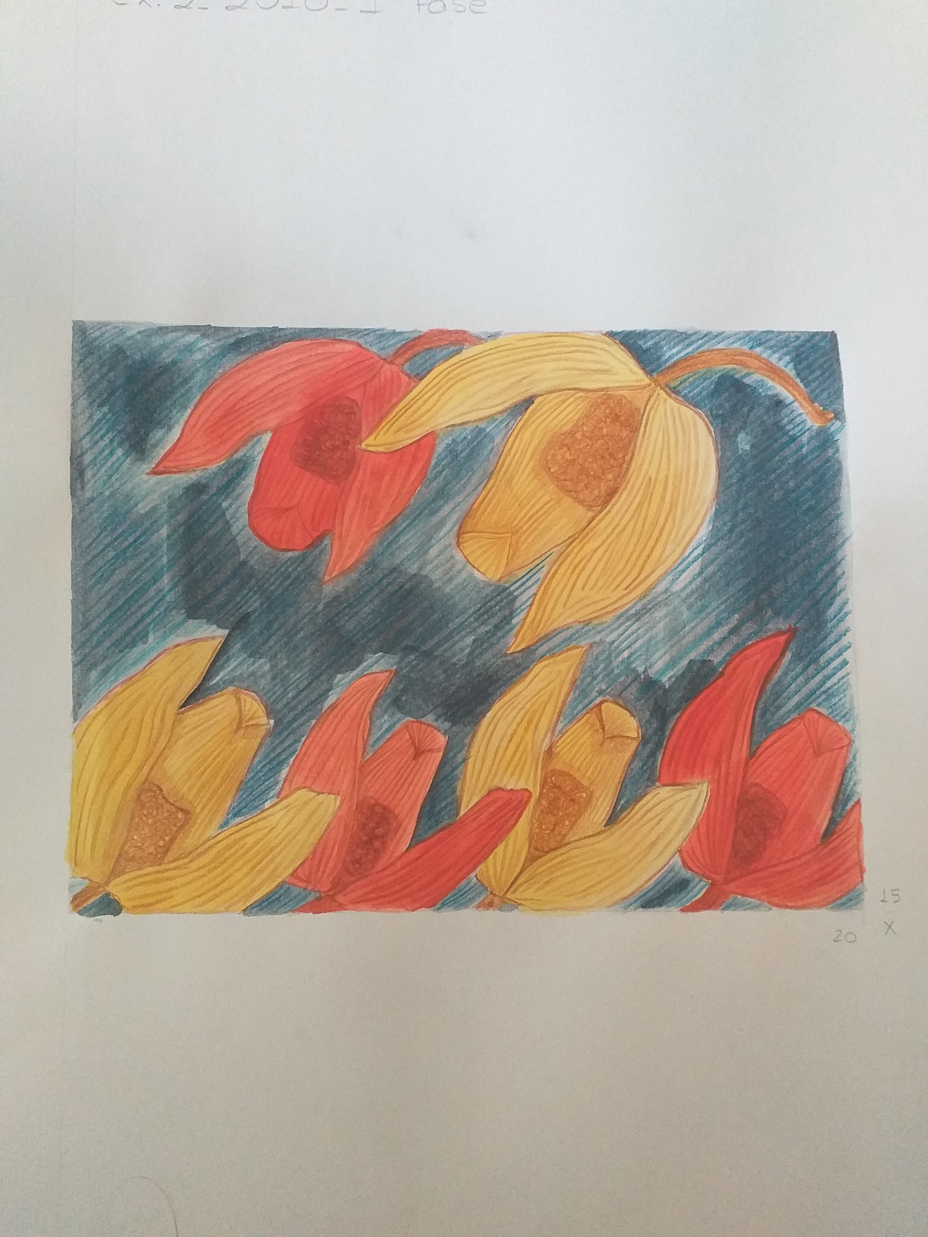 Physalis Colored Study