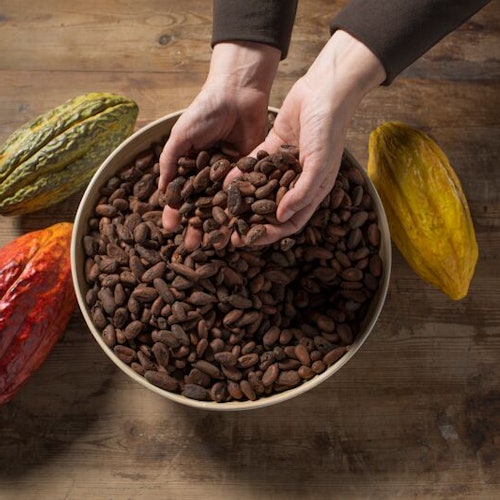 Mans sostenint grans de cacau sobre un bol ple de més grans, envoltats de beines de cacau sobre una superfície de fusta.