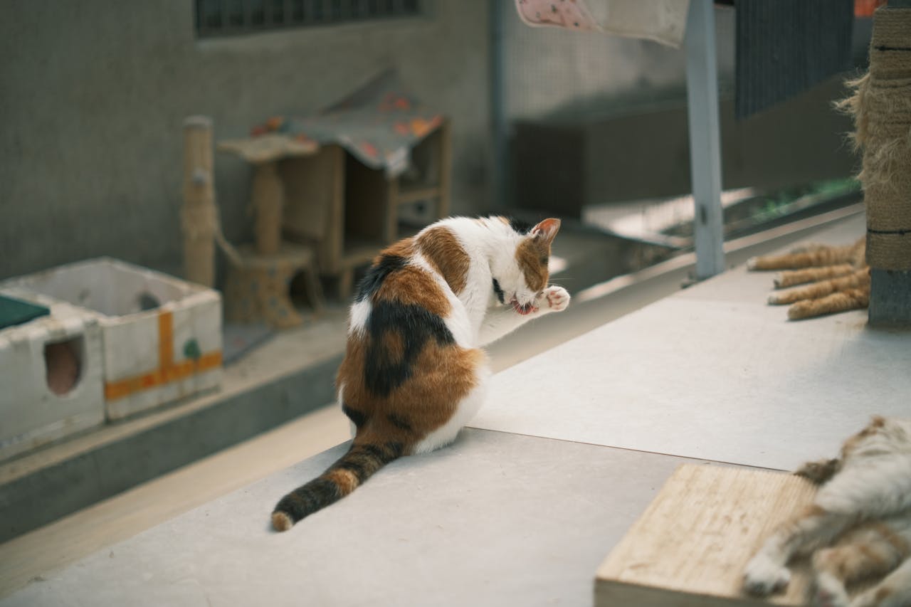 Picture of a cat licking it's paw