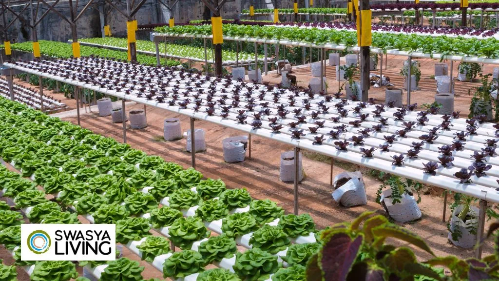 What is Urban Farming what are its benefis