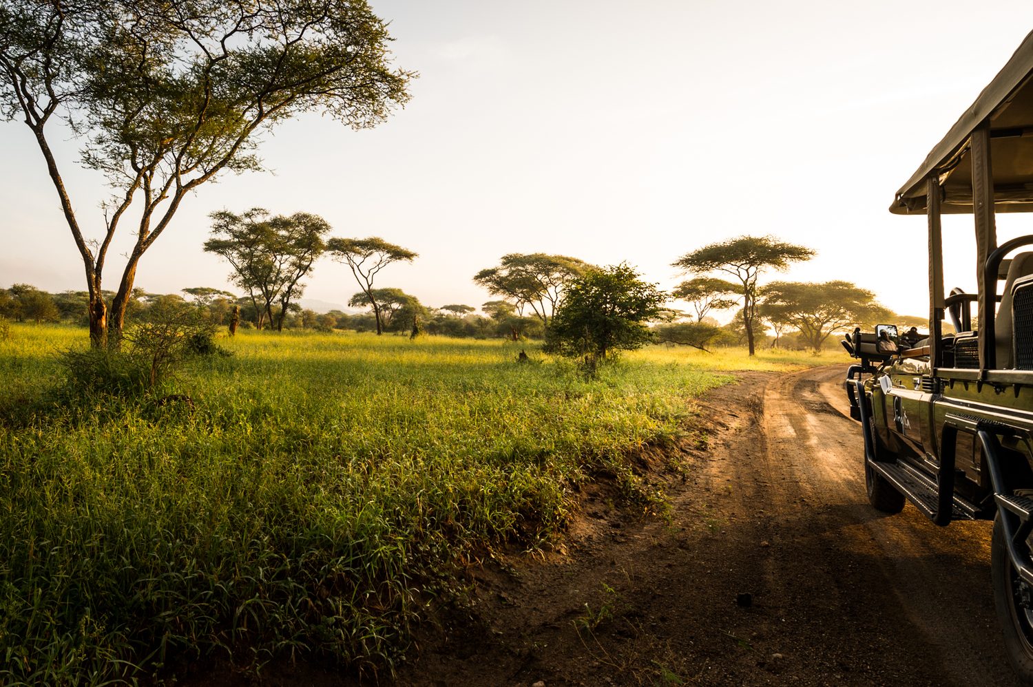 A game-drive track winding through green plains at sunrise