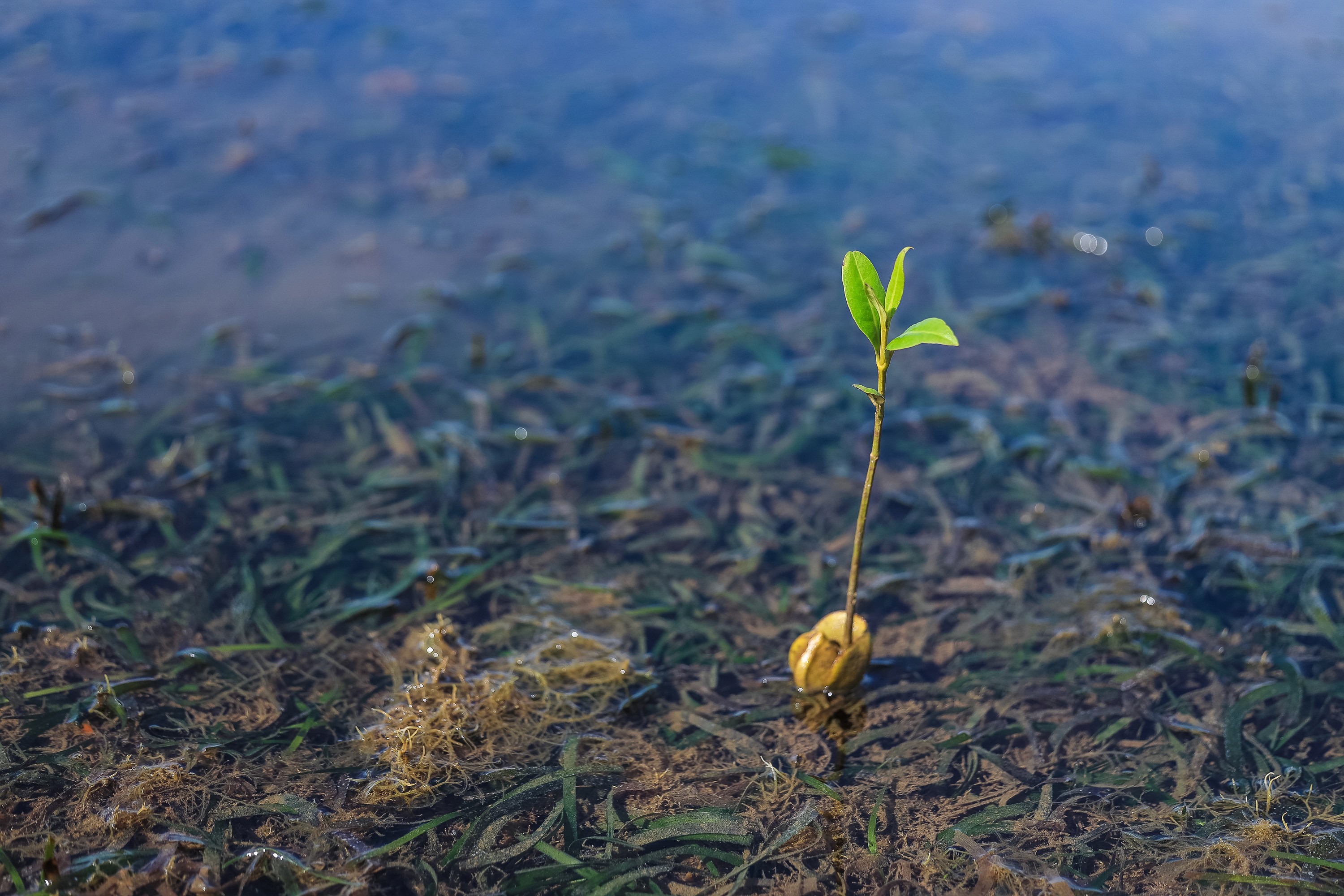 Sprouting mangrove seedling in seagrass. Photo credit Anthony Ochieng Onyango