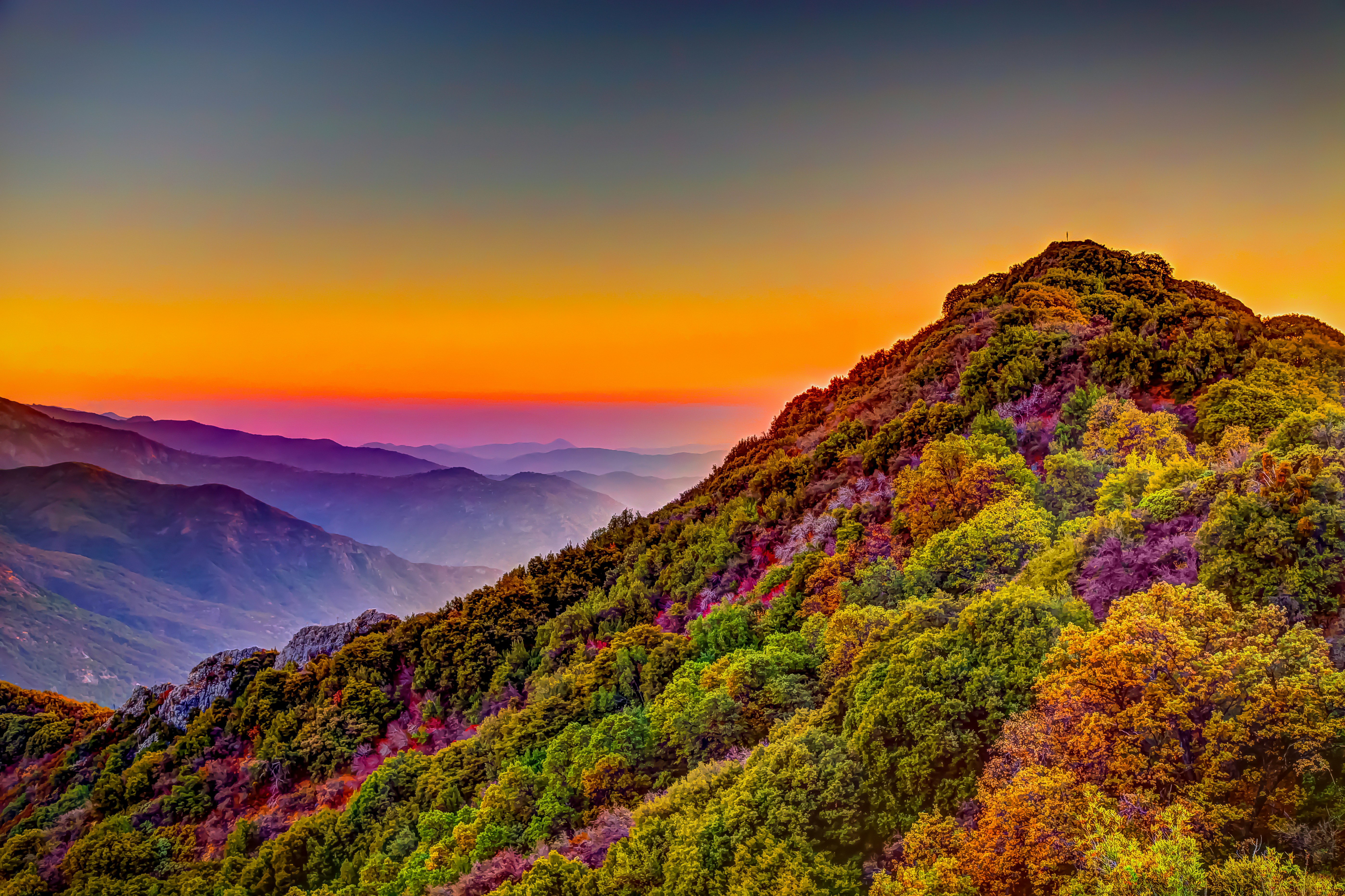 trees on hill under yellow sky at daytime
