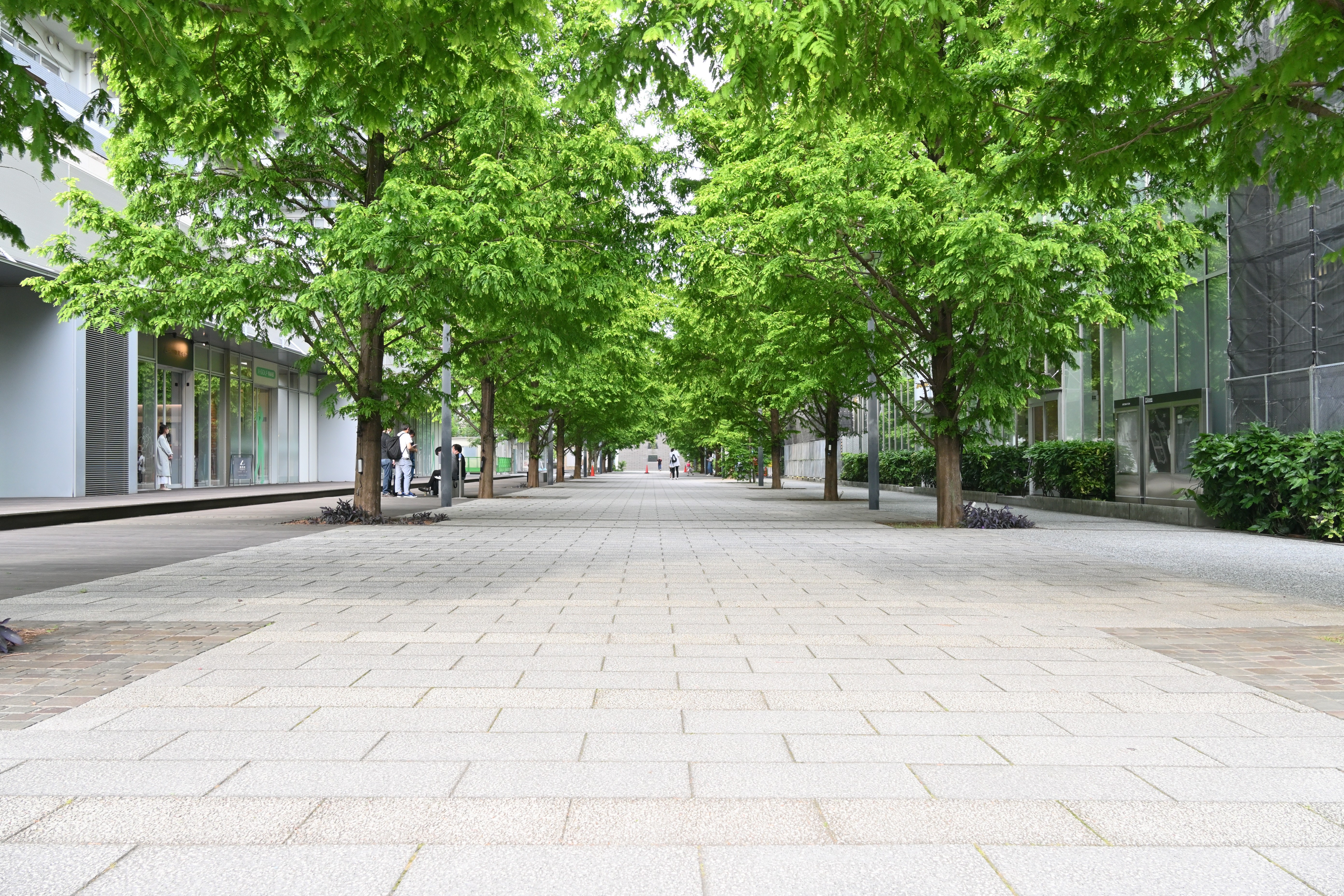 Tree-lined pedestrian walkway
