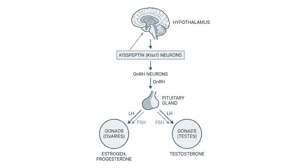 Kisspeptin HPG axis signaling cascade diagram