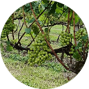 Colha e Pague  de uvas - Motion Turismo