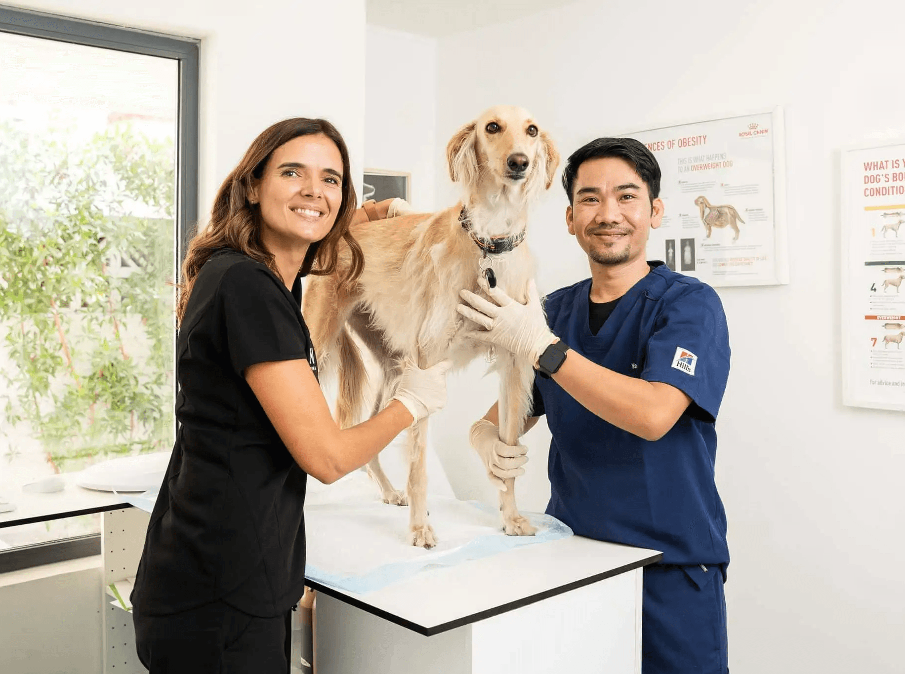 Two veterinarians are doing a pet checkup for the dog passport.