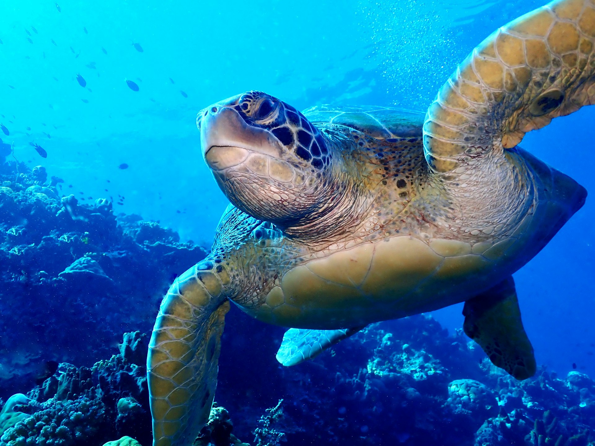 Green sea turtle swimming over a coral reef near Nusa Lembongan
