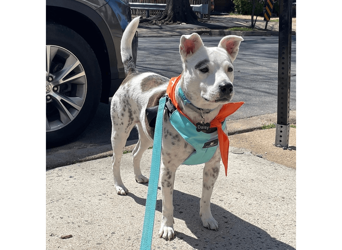Daisy the dog at an adoption event