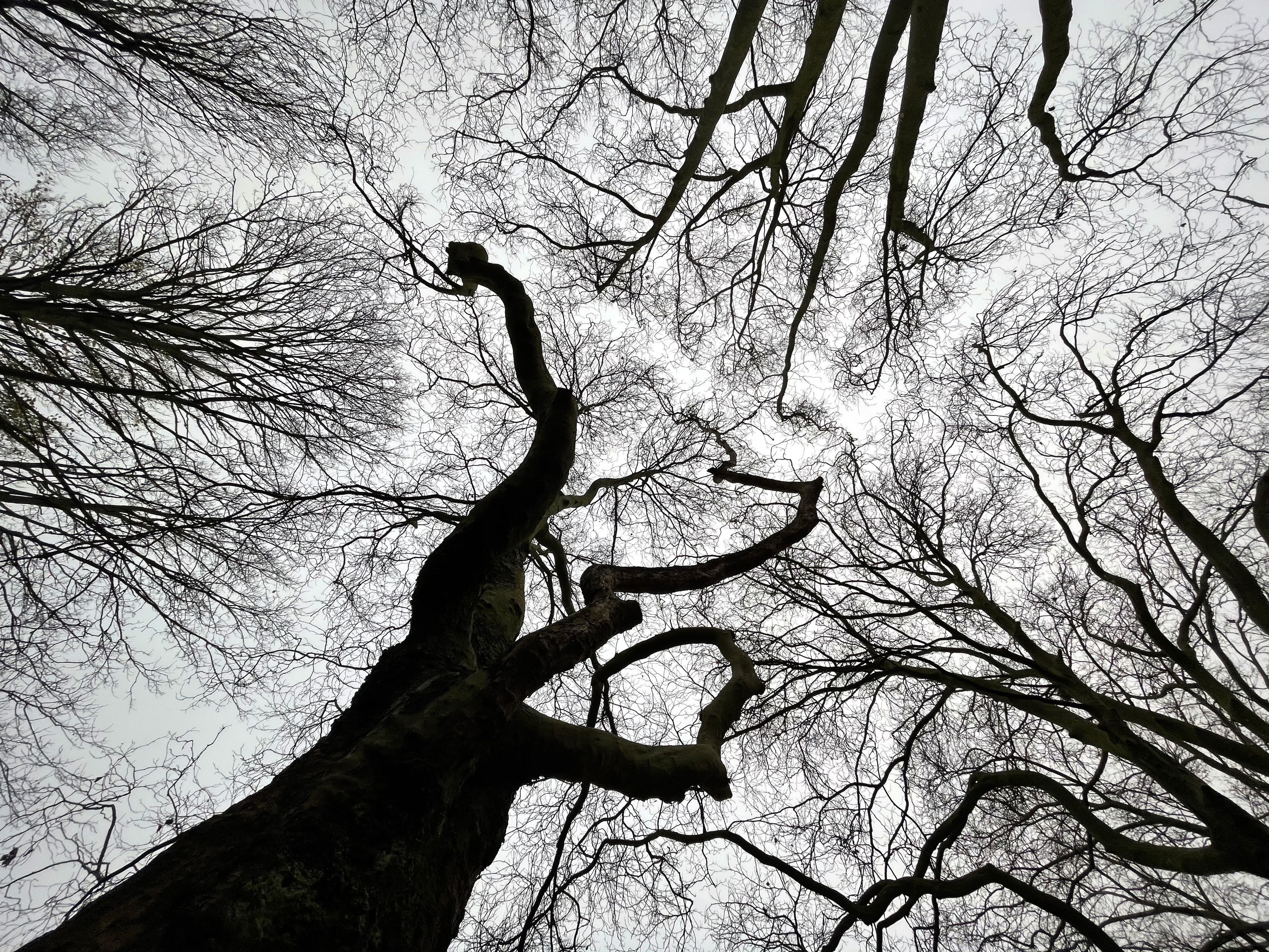 tree