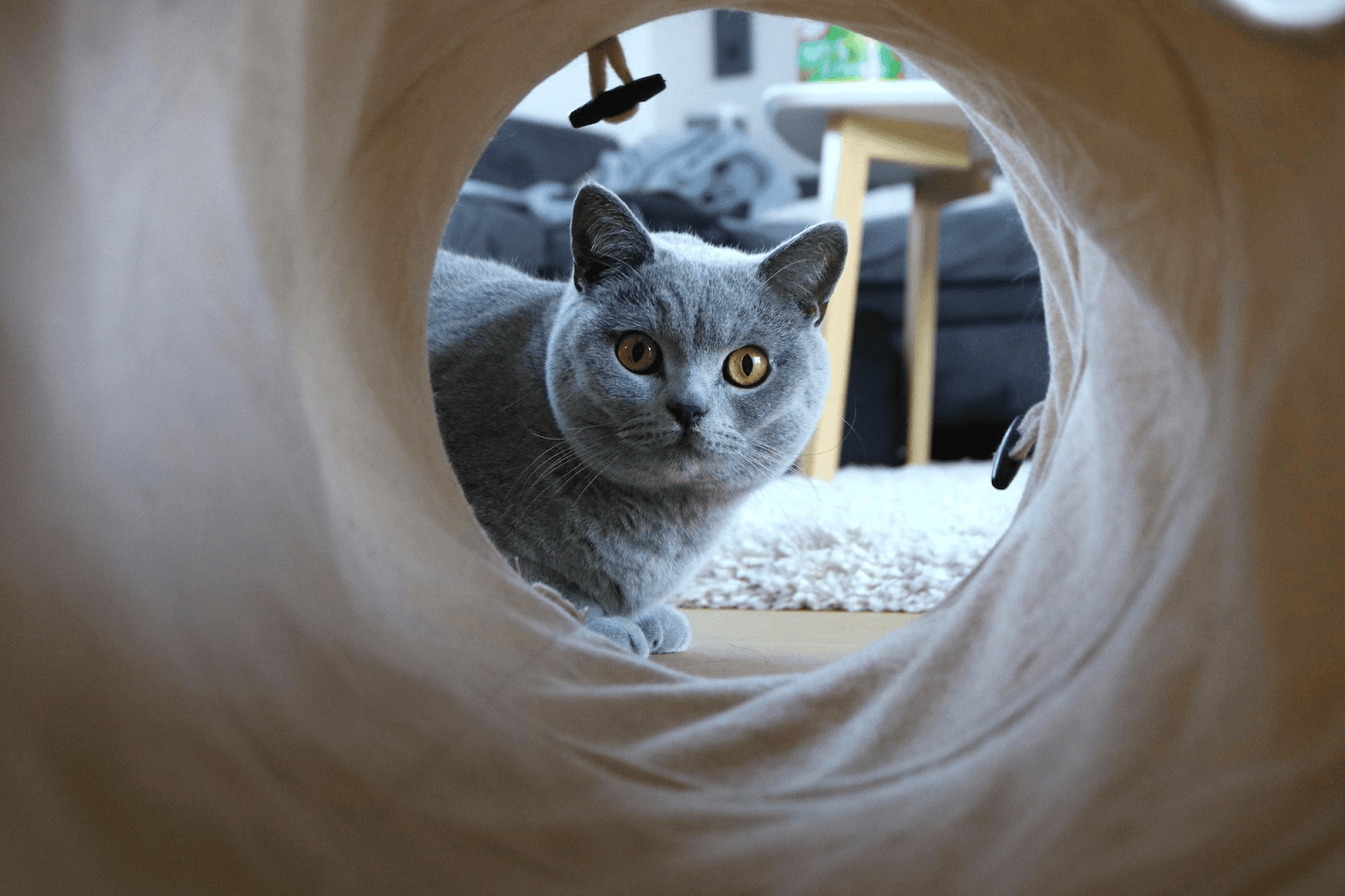 British Shorthair beside cat trees, play tunnel setup.