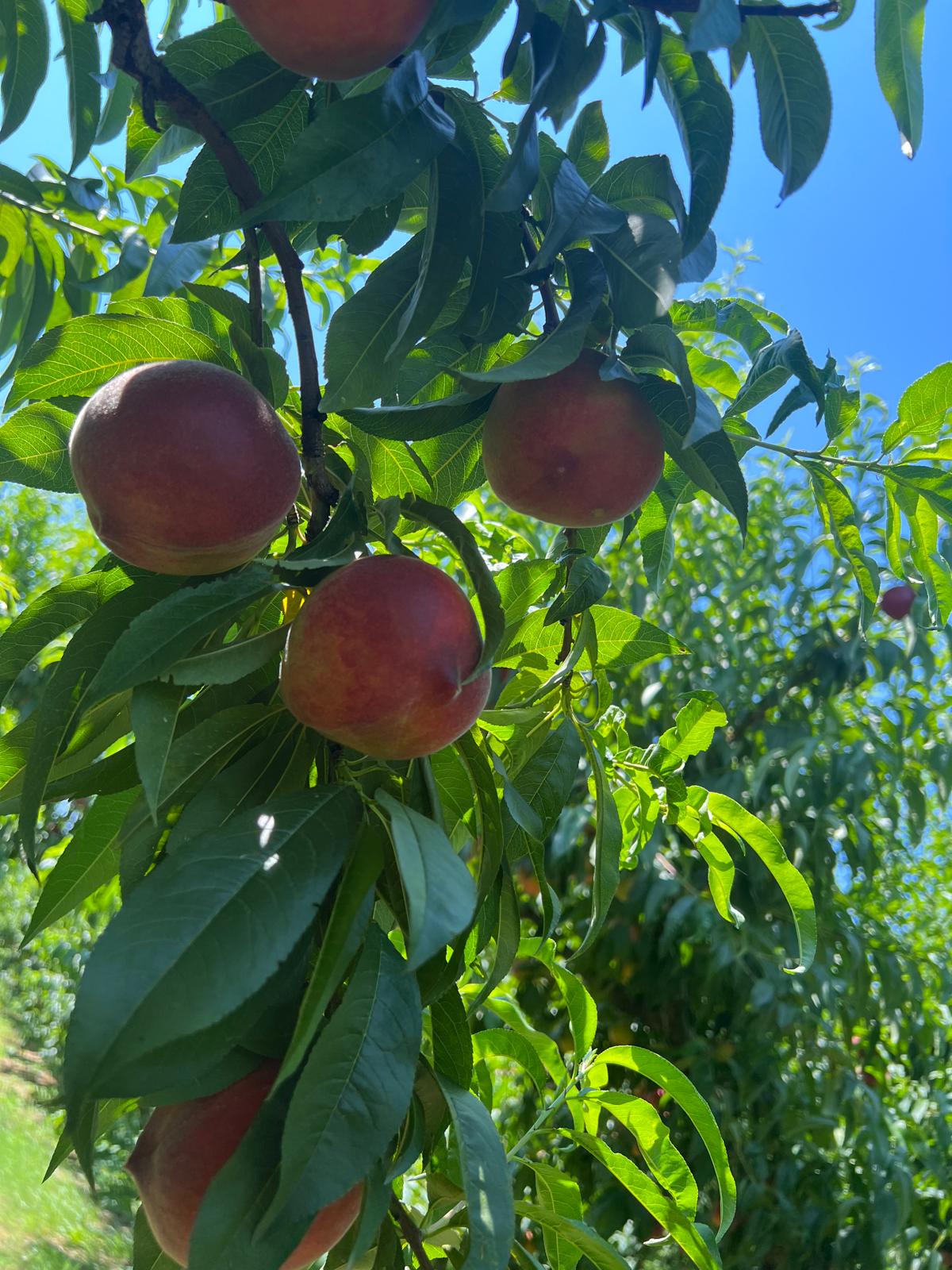 Fuzzy peaches ready for picking, premium fruit production.