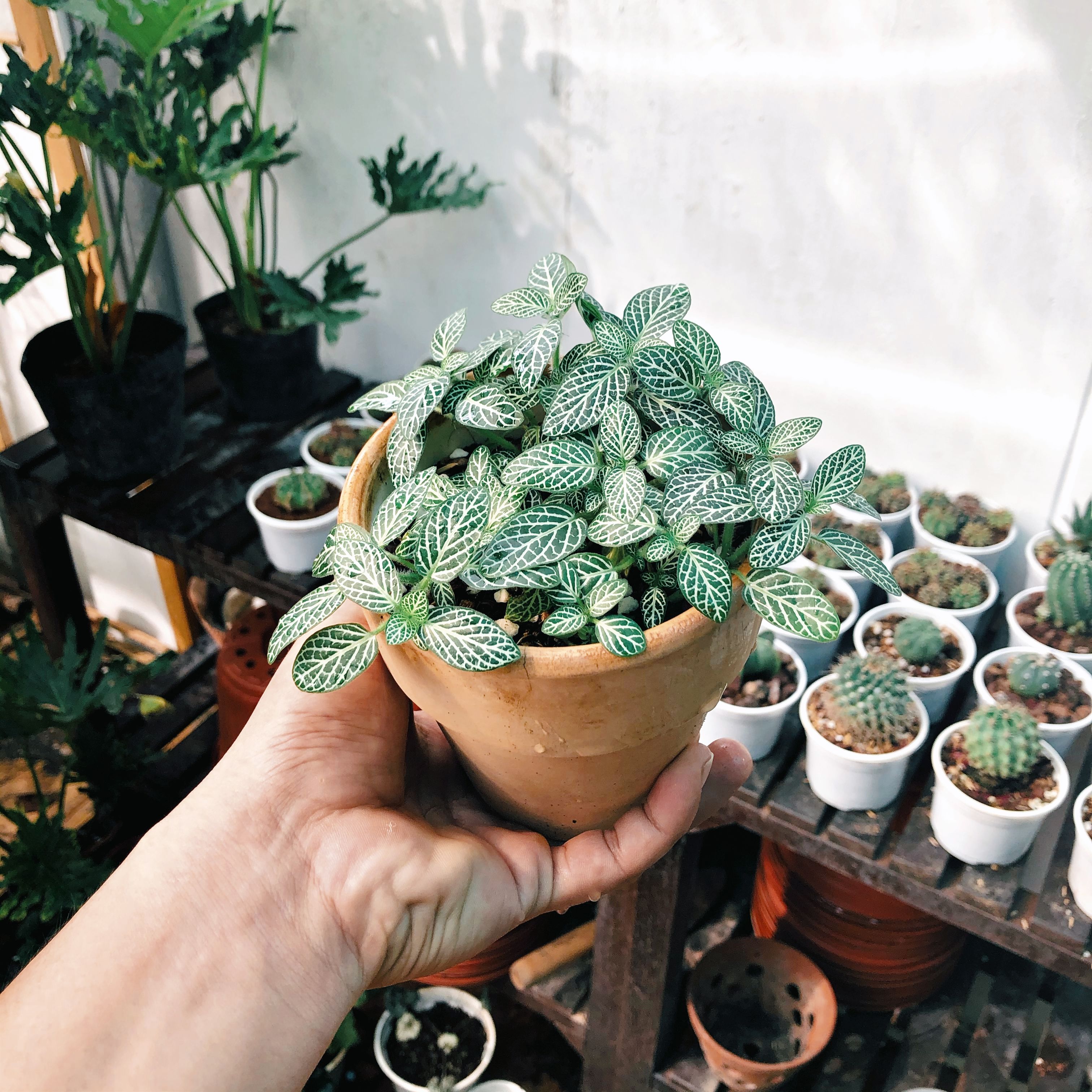 hand-holding-a-lush-green-nerve-plant-in-a-terracotta-pot-amidst-other-small-pot - koi-san (pexels)