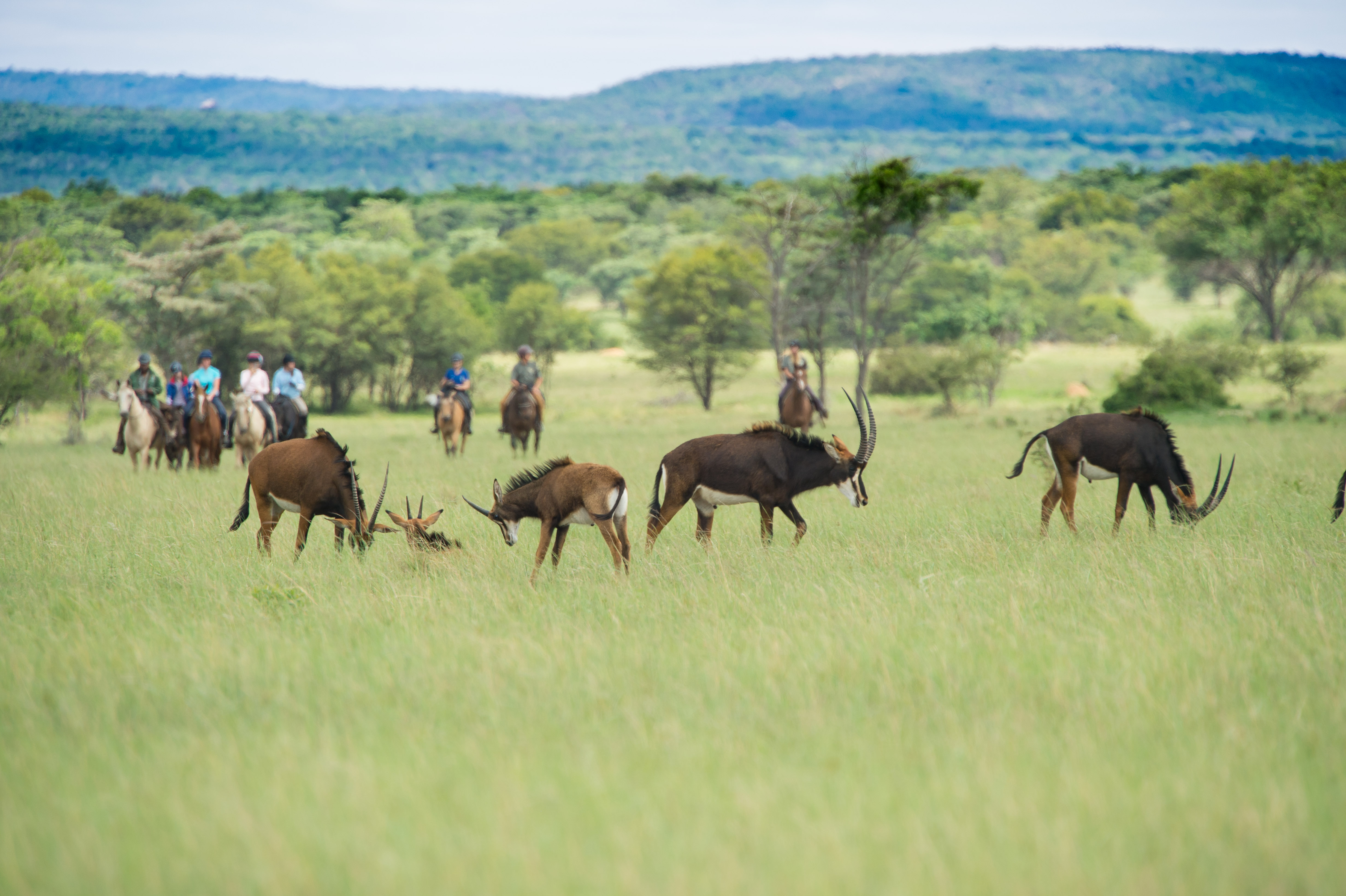 Signature Safari, Waterberg, Sydafrika – grupp ryttare till häst på ridsemester i Afrika i grönt landskap med högt gräs, fem vackra sabelantiloper betar i förgrunden.