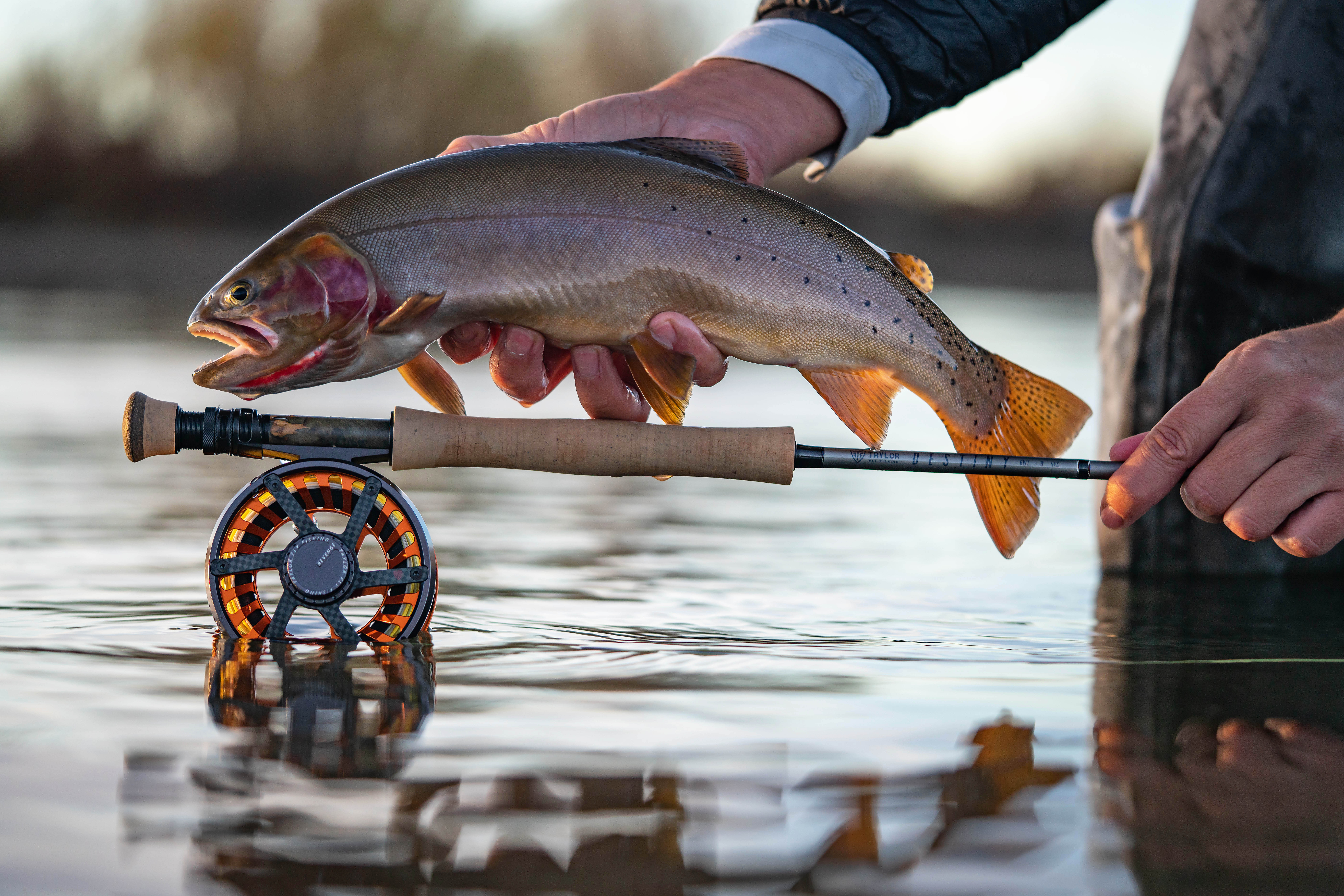 Fly fisherman holding cutthroat trout
