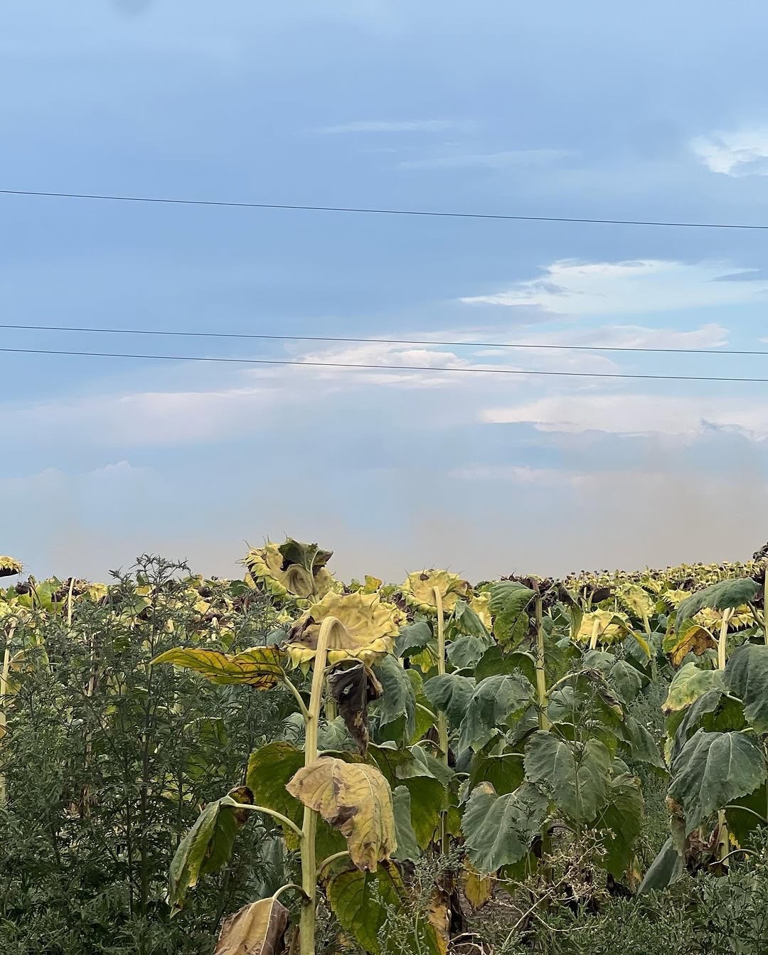 Photograph of a field of sunflowers with drooping heads under a soft, cloud-streaked sky. Captured from a book, the image evokes themes of surrender, seasonal transition, and the poetic decay of beauty in nature.