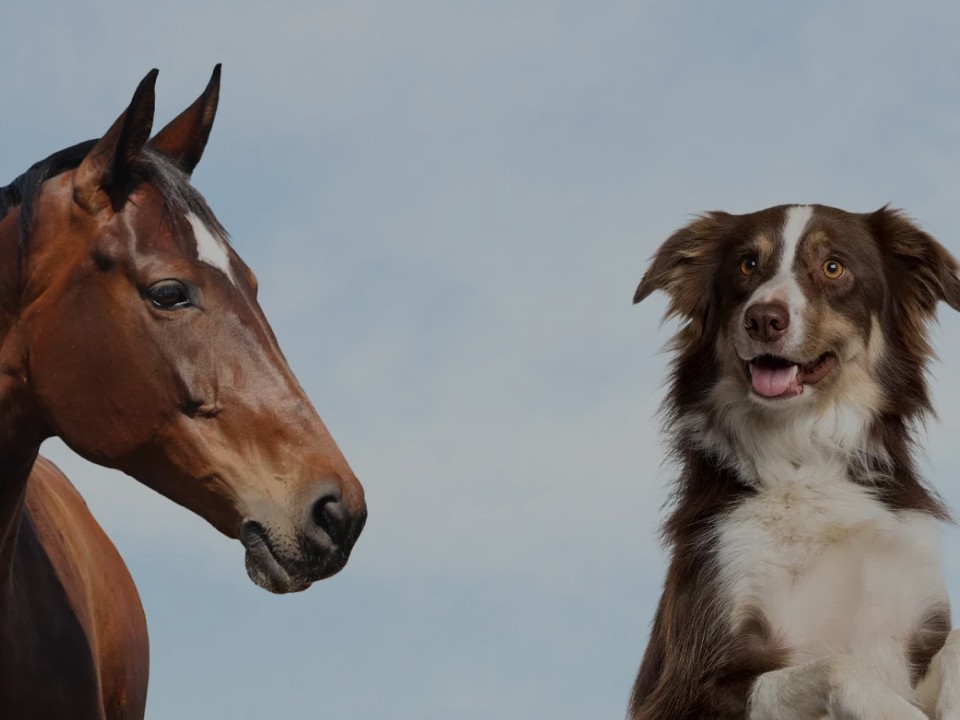 Poseidon animal health