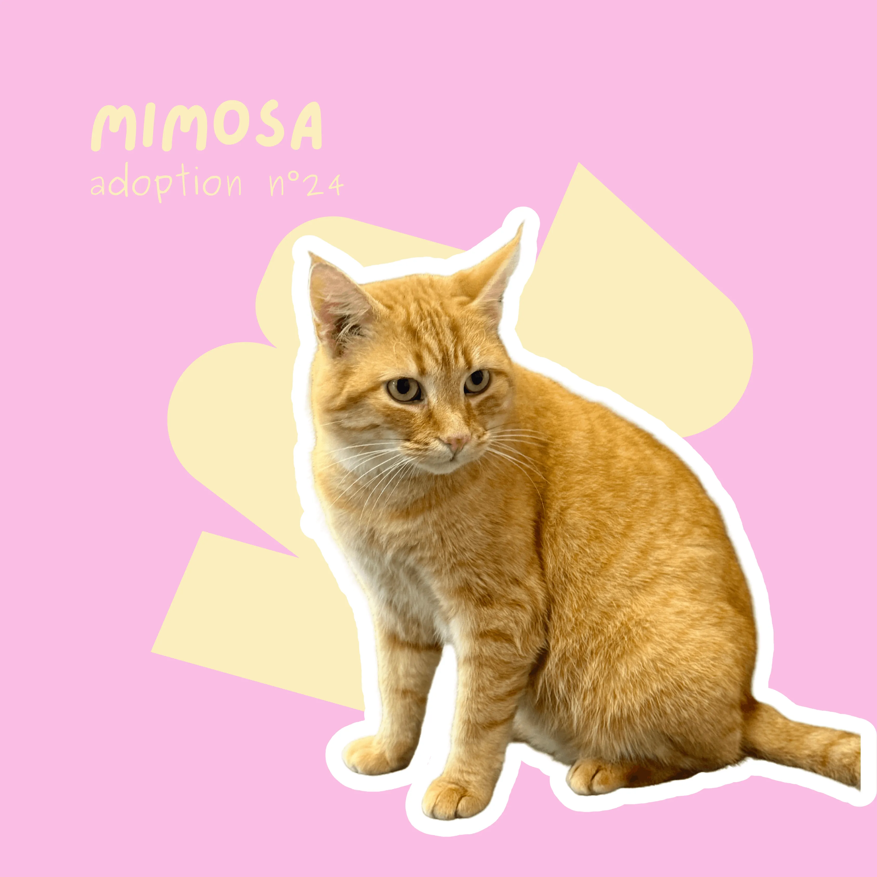 chat-mimosa