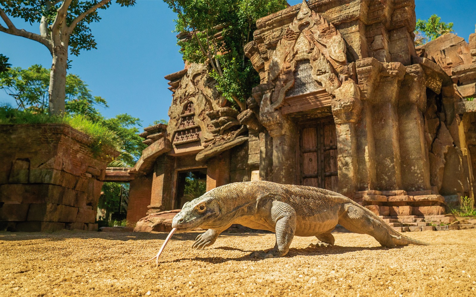 Komodo dragon at Bioparc Fuengirola in front of ancient temple structure.