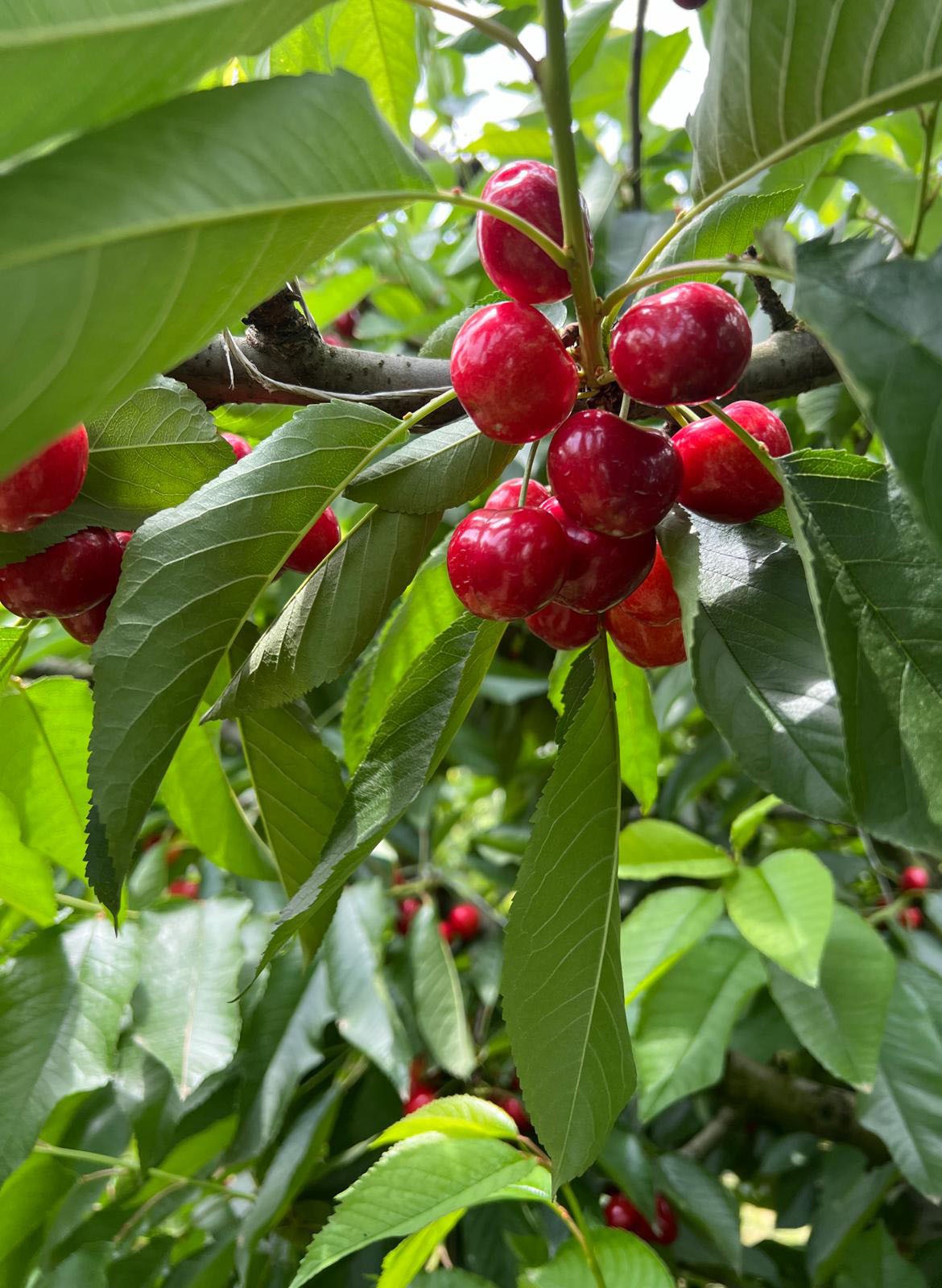 Fresh red cherries on branch, premium Greek export quality