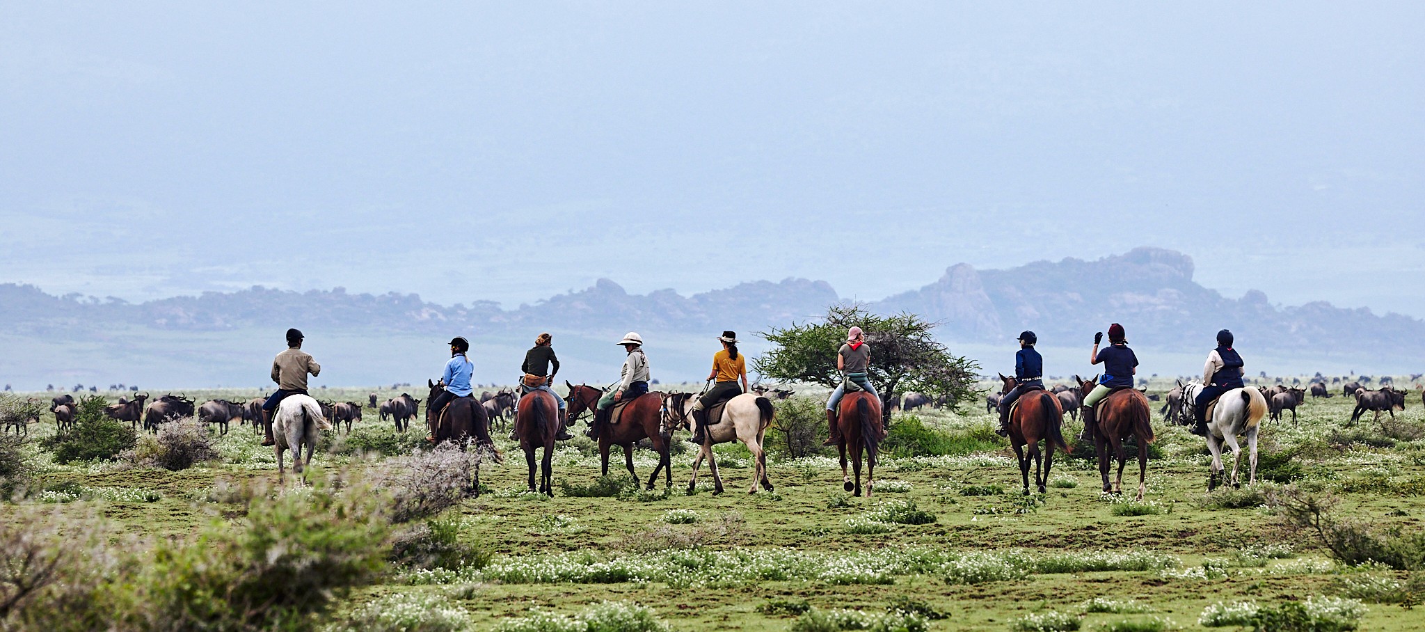 Grupp av ryttare på ridresa i Afrika galopperar över Serengetis vidsträckta slätter medan damm och gnuhjordar rör sig över horisonten under the great migration.