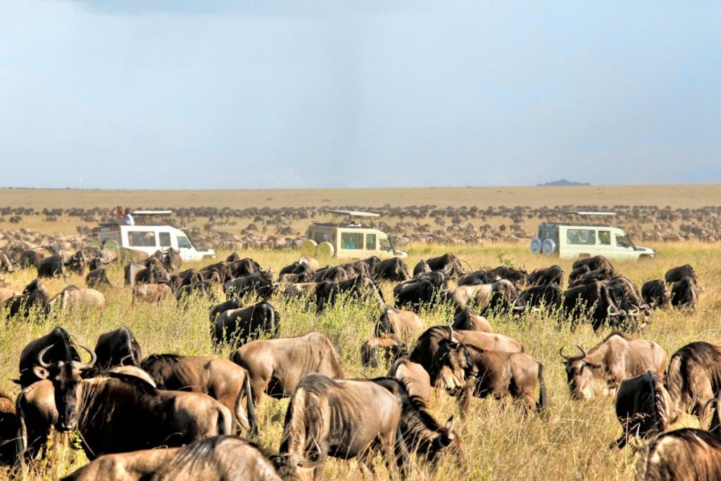 great migration safari