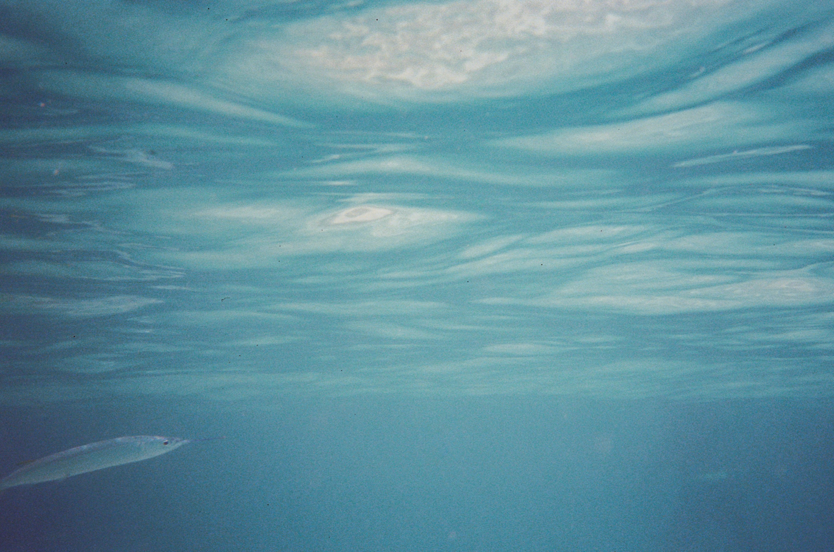 Film photo taken under the sea showing lighting through the surface and a fish swimming.