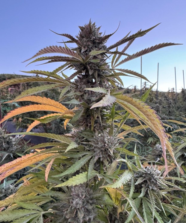 Pink Runtz ECCO Certified Exotic Cannabis Flower Noble Pacific