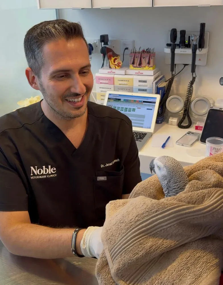 Our pet dermatologist checks a dog for allergy symptoms triggered by various allergens