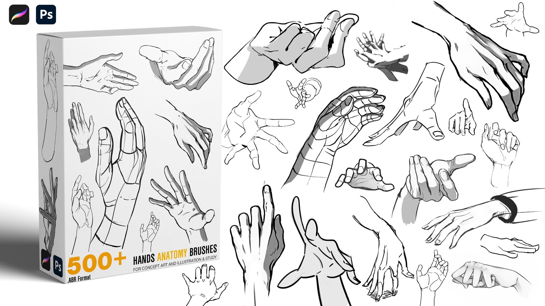 Hands Anatomy Brushes 